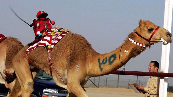 camel racing, robot jockey