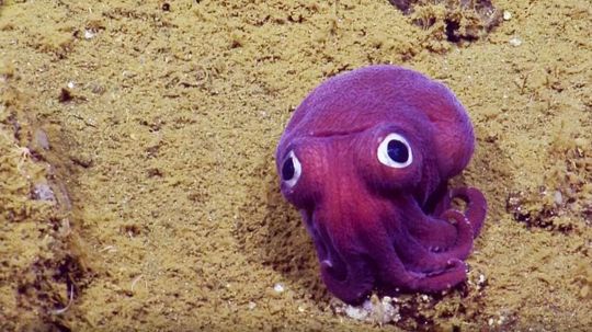 6 Haikus and 3 Limericks About This Googly-eyed Squid