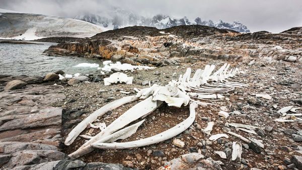 antarctica, whale skeleton, bones