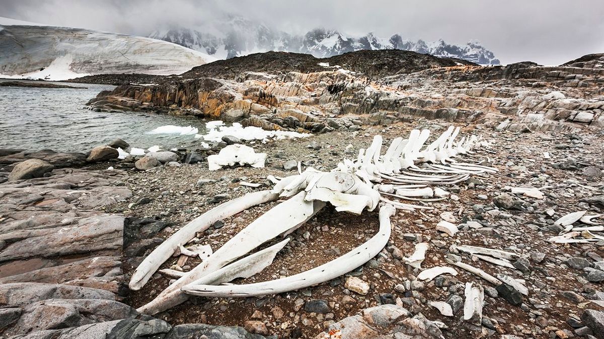 Whale bones on the beach, Antarctic Peninsula