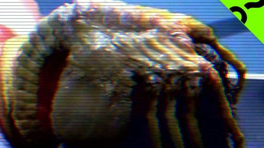 Monster Science Figures Out What That Creepy 'Alien' Facehugger Is