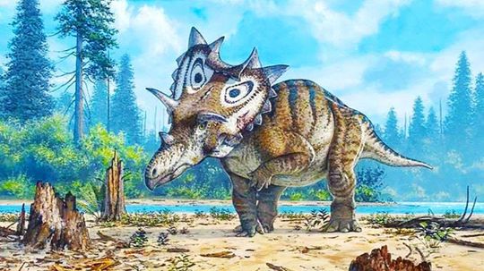 New Dinosaur Species Sported Uniquely Spiked Shield