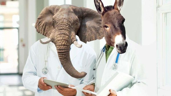 elephant, donkey, doctor