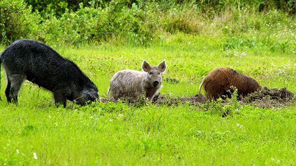 feral pigs
