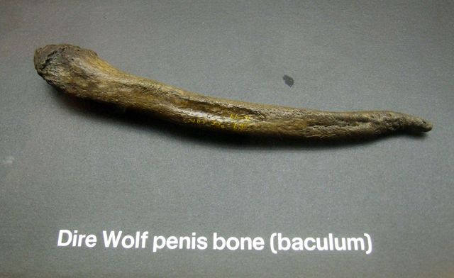 Human Penis Bone Disappeared With Rise of Monogamy Succinct Sex