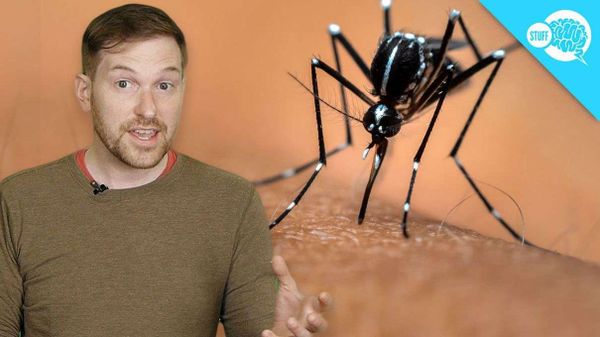 BrainStuff Video Still of Mosquito Immunity