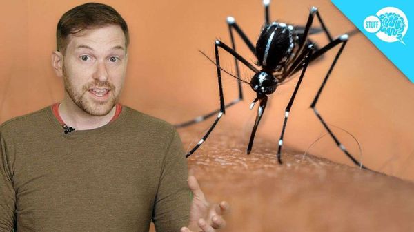 does-bug-spray-expire-howstuffworks