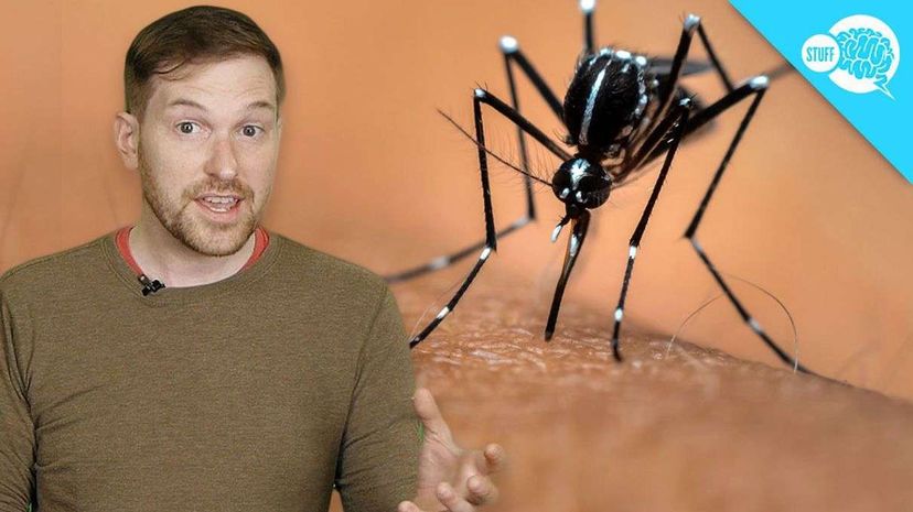 BrainStuff: Are Some People Immune to Mosquitoes? HowStuffWorks