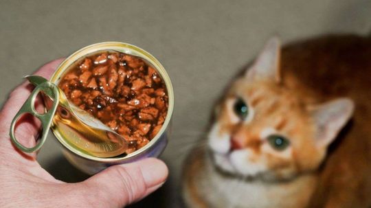 Letting Your Cat Work for Food Makes Her Happier, Healthier