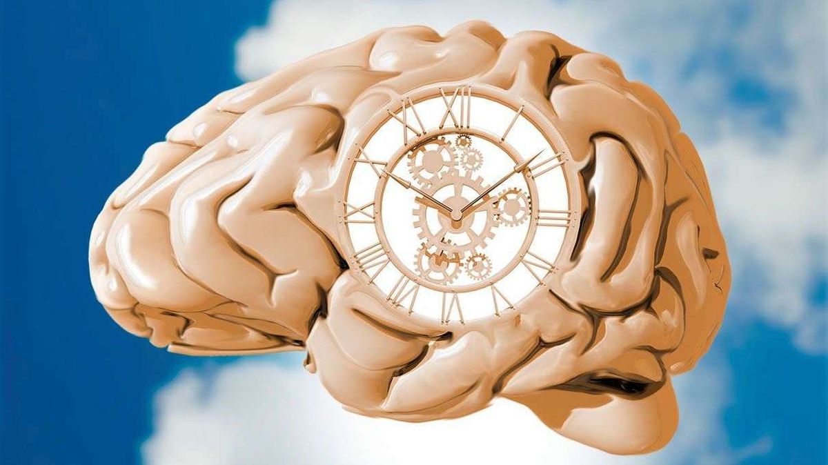 Биология часы 2023. Мозг и часы. Биологические часы. Биоритмы мозга часы. Часы в виде мозга.