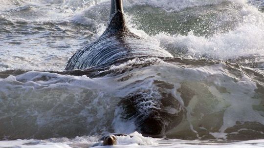 Orcas Altered Their Own Evolution