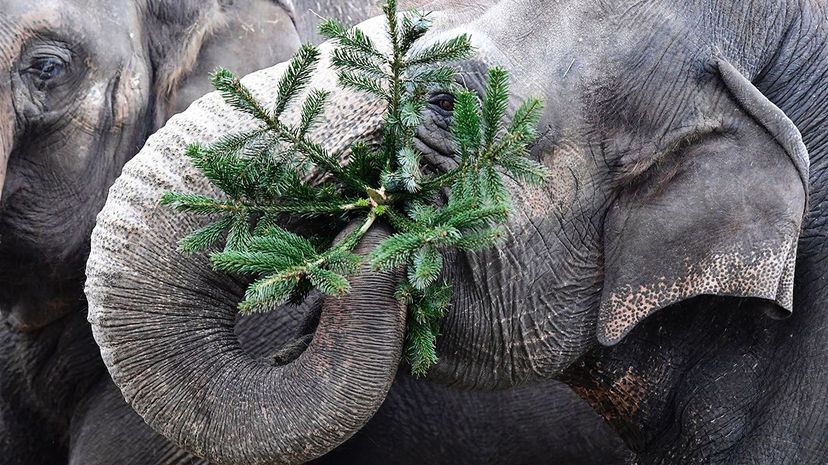 An Asian elephant at the Berlin zoo eats leftover Christmas tree on January 3, 2017. TOBIAS SCHWARZ/AFP/Getty Images