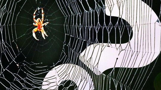 Spiders May Go Extinct From Oversharing