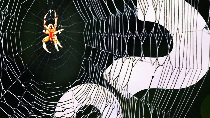 Spiders May Go Extinct From Oversharing HowStuffWorks NOW
