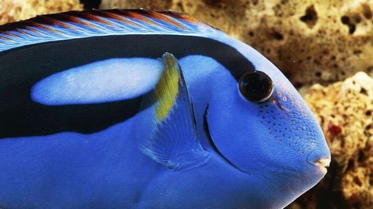 Could the Popularity of 'Finding Dory' Hurt the Blue Tang Fish?