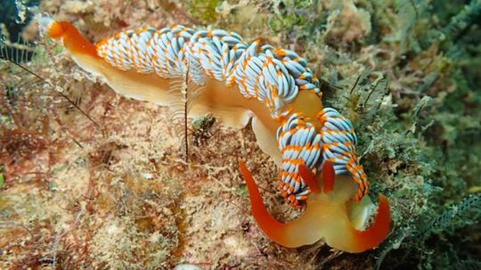 This Gorgeous New Sea Slug Species Needs a Name