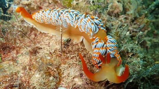 This Gorgeous New Sea Slug Species Needs a Name