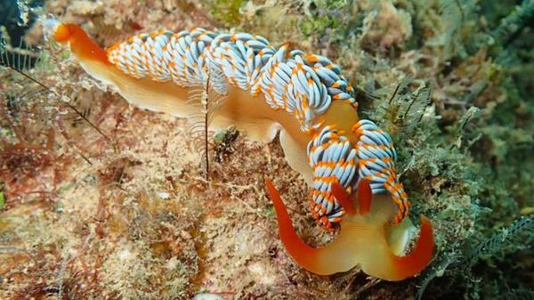 nudibranch, sea slug