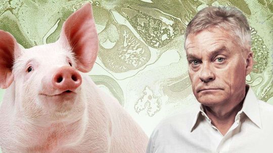 Enter Mr. Pig-Man? Chimera Embryos Should Not Be Feared, Scientist Says