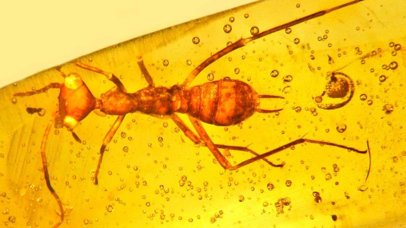 This strange creature found preserved in amber represents a new species, genus, family and order of insects. GEORGE POINAR, COURTESY OF OREGON STATE UNIVERSITY