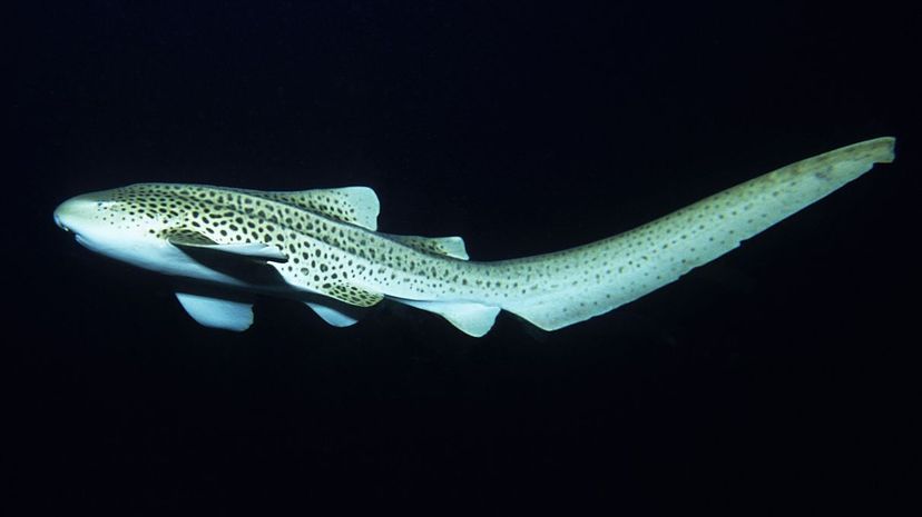 The zebra shark (Stegostoma fasciatum) lives primarily near coral reefs and sandy seafloors in tropical Indo-Pacific waters. Gerard Soury/Getty Images