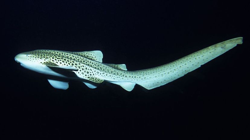 斑马鲨（Stegostoma fasciatum）主要生活在热带印度太平洋水域中的珊瑚礁和沙质海底。杰拉德酸味/盖蒂图像“width=