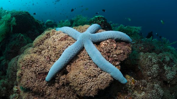 blue starfish in coral reef