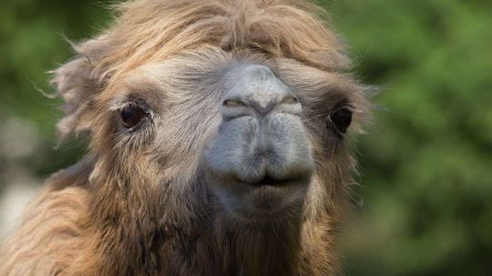 Alexander Camelton, the Baby Camel Taking the Internet by Storm