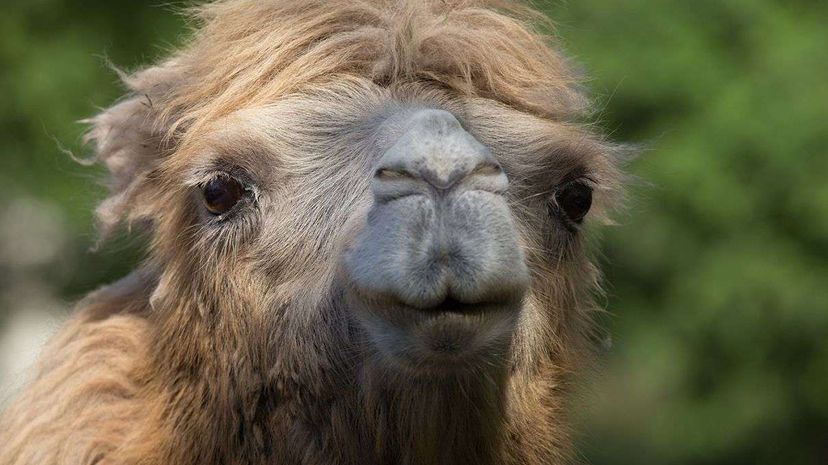 Bactrian camel close-up