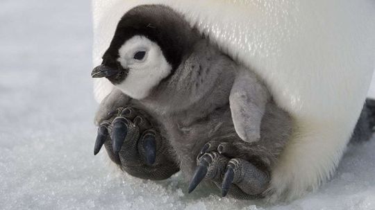 Penguins All the Way in Antarctica Have Bird Flu, Too