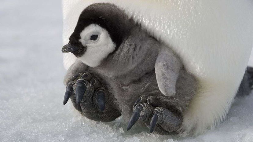 Researchers have detected avian influenza present in both chinstrap and Adelie penguins in Antarctica. Pictured is an emperor penguin chick, a species that's also endemic to Antarctica. Paul Srouders/Getty Images