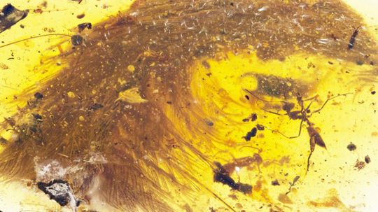 Scientists Discover First Dinosaur Tail Preserved in Amber