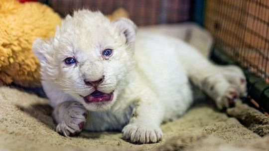 Three Rare White Lion Cubs Born in Georgian Zoo