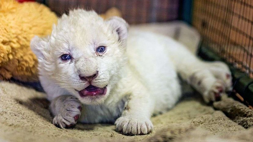 albino lion cubs