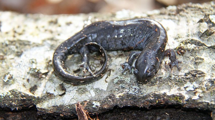 一些Salamanders，例如This Ambystoma texanum，会为爱做任何事情，包括走得非常漫长的路。Greg Schecter/Flickr“width=