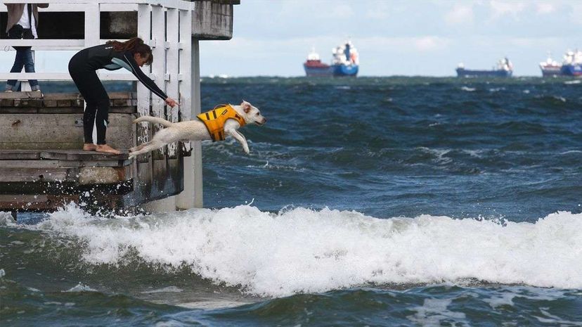 Action shot from the 2nd Water Rescue Dogs Cup of Poland, which occurred in Gdansk on June 11, 2016. Michal Fludra/NurPhoto via Getty Image