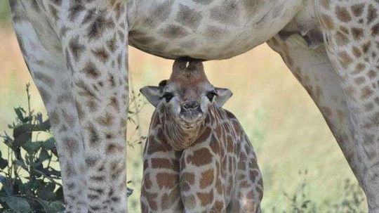 Experts Find There Are Four Giraffe Species. Can You Tell Them Apart?