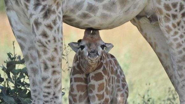 South African giraffe