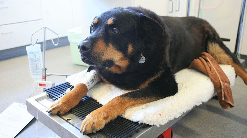 In Kingsford, Australia in 2006, a Rottweiler named Zap donated blood to a German shepherd named Rocky. Veterinarians removed two bullets from Rocky  after the dog was shot while saving its owner from three burglars. FairFax Media/Getty Images