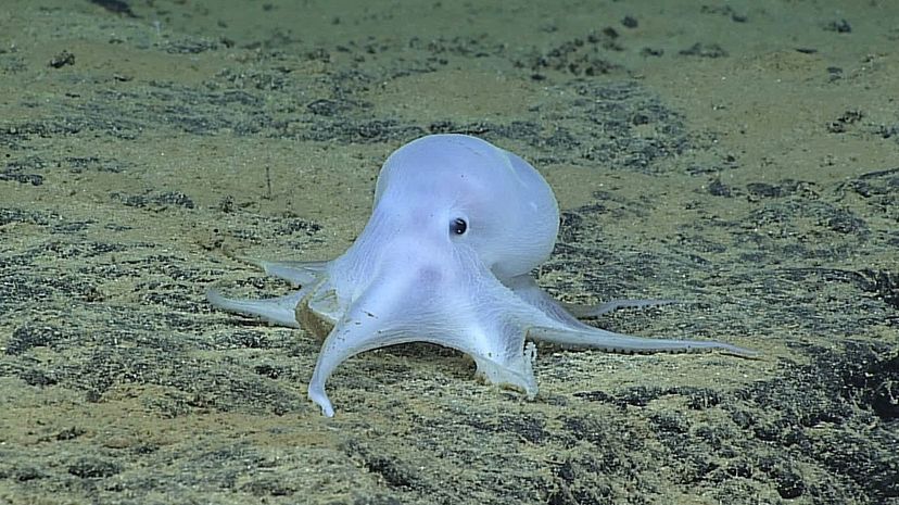 A new study finds that deep-sea mining of manganese and other rare-earth minerals could endanger the habitat and breeding cycle of many octopods. NOAA Office of Ocean Exploration and Research/ Hohonu Moana