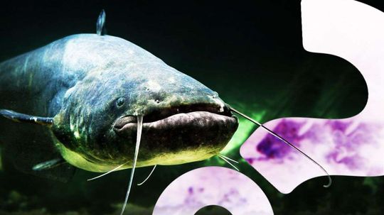 Catfish Are Chowing Down on Mice and Pigeons