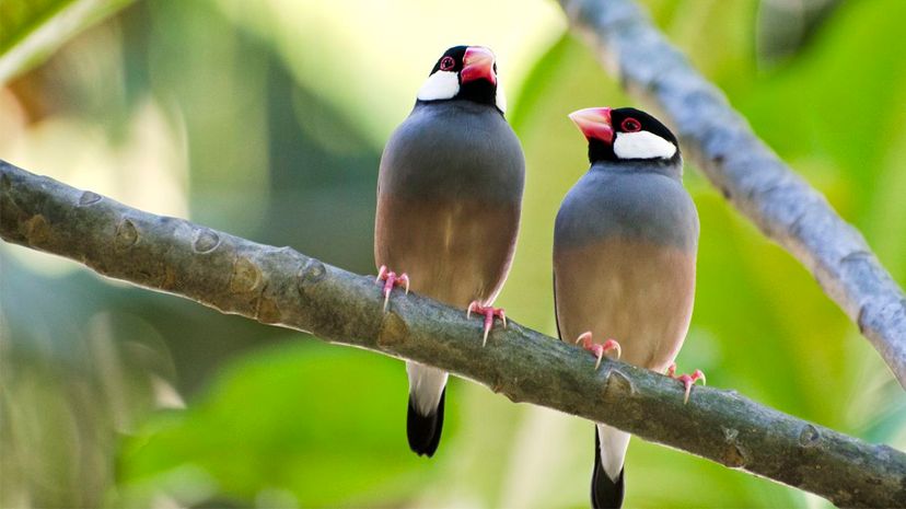 Java Sparrows（Lonchura Oryzivora）不要选择大多数鸣禽通常这样做的方式。nnehring/getty图像“width=