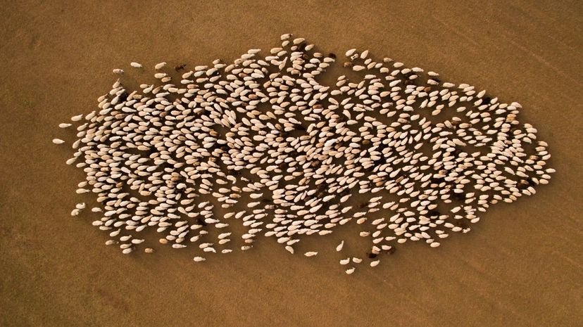 A sheep herd in Europe's Pyrenees Mountains clusters in a field. Artur Debat/Getty Images