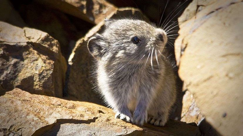 Climate changes are affecting the habitable regions for the American pika (ochotona princeps). Jacob W. Frank/National Park Service