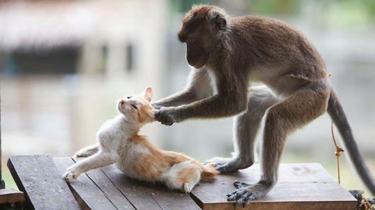 它是时间来理解进化的进化?”width=