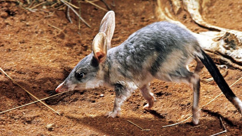 The greater bilby (Macrotis lagotis) is a bandicoot relative currently facing habitat struggles due to human activity and a changing climate. Auscape/UIG/Getty Images