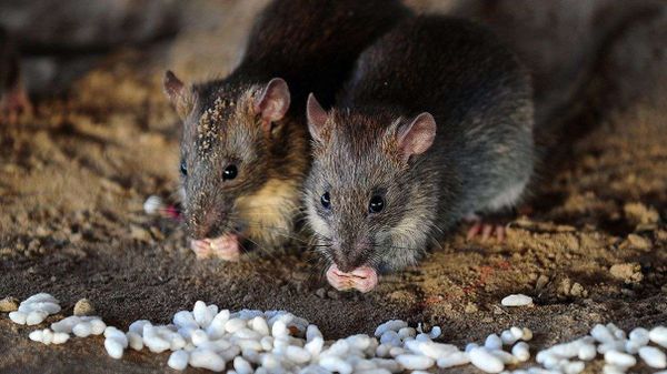 rats, galapagos islands