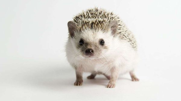 hedgehog, mammal, animal