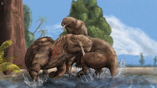 Angry Vegetarian Saber-toothed Mammals Were Fighters Not Lovers