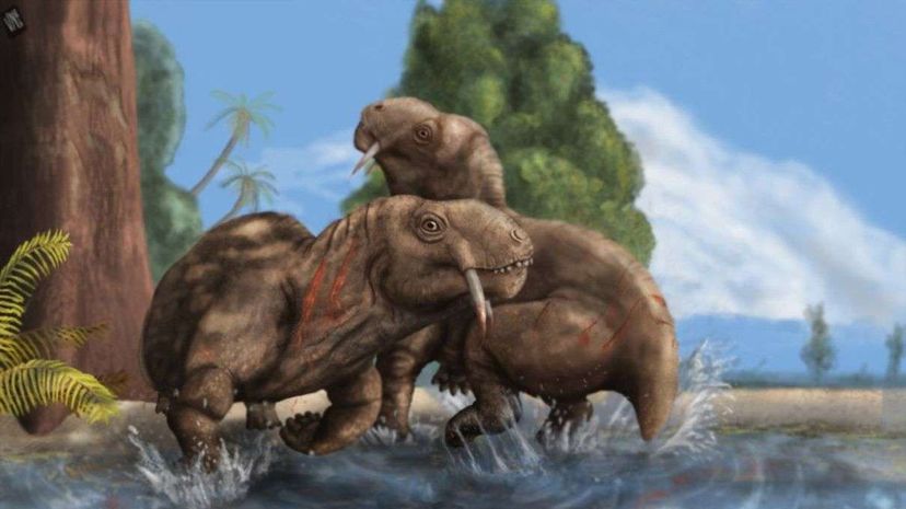An artist's rendering of two members of Tiarajudens eccentricus family fighting. University of the Witwatersrand (South Africa)